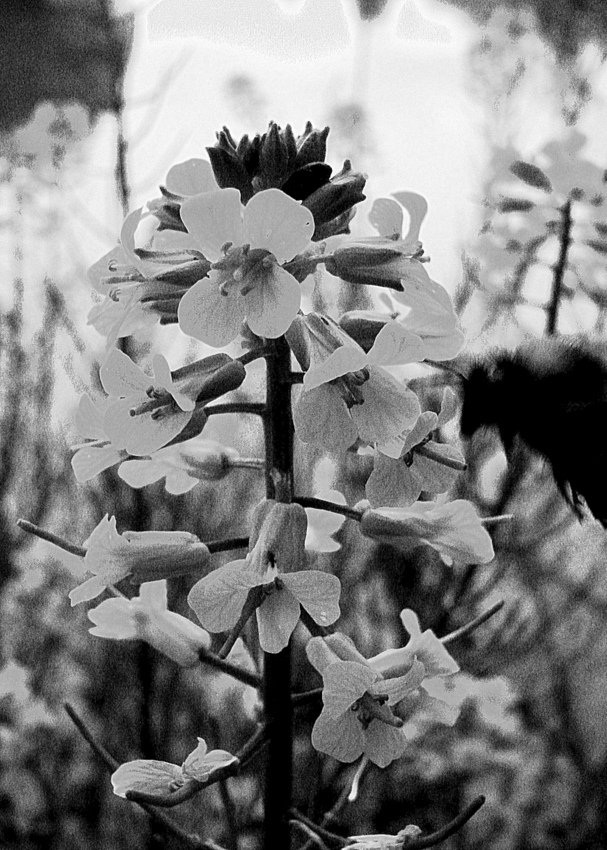 beautiful flowers